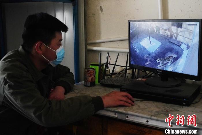 圖為雪豹“奶爸”史壽軍通過監(jiān)控察看雪豹情況?！●R銘言 攝