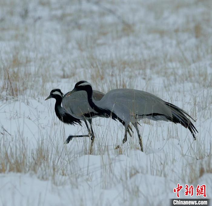 在若爾蓋濕地的蓑羽鶴。　尚東機(jī) 攝