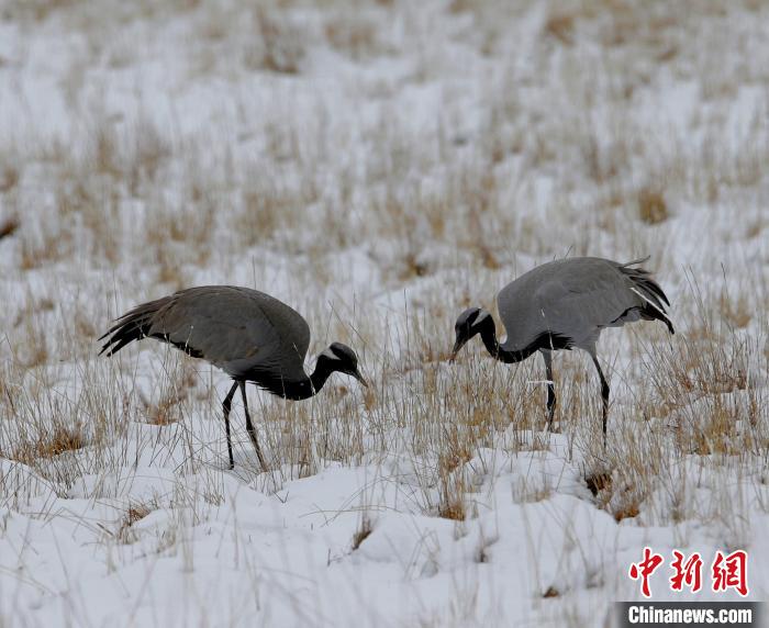 在若爾蓋濕地的蓑羽鶴。　任何清 攝