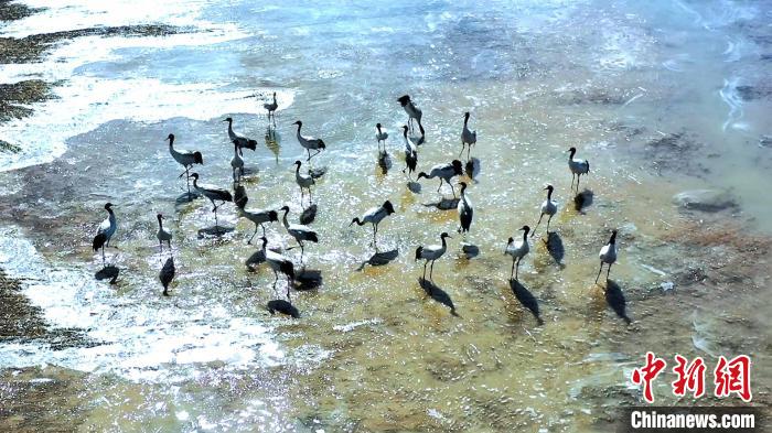 圖為黑頸鶴群駐足休憩?！￡惷髡?攝