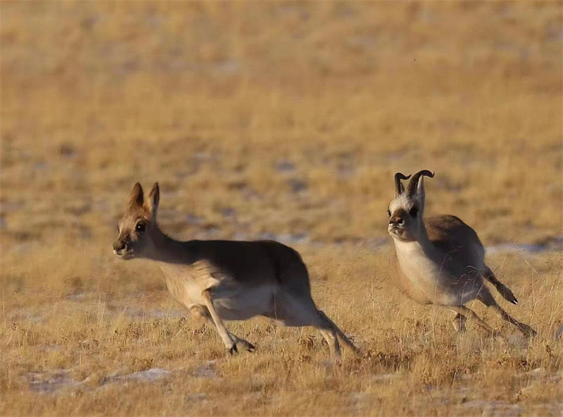 藏羚羊。圖片來源：農(nóng)牧民大自然攝影隊(duì)