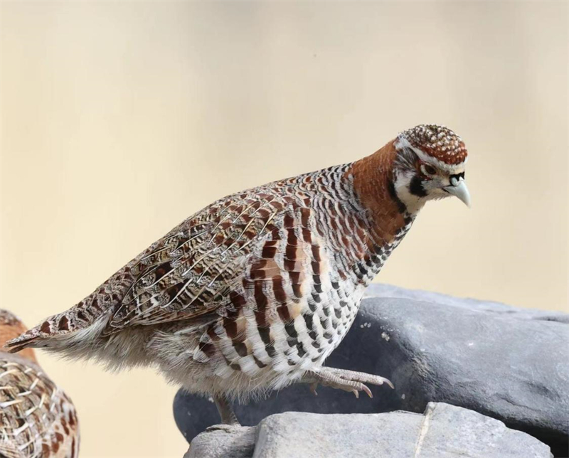 高原山鶉。圖片來源：農(nóng)牧民大自然攝影隊(duì)