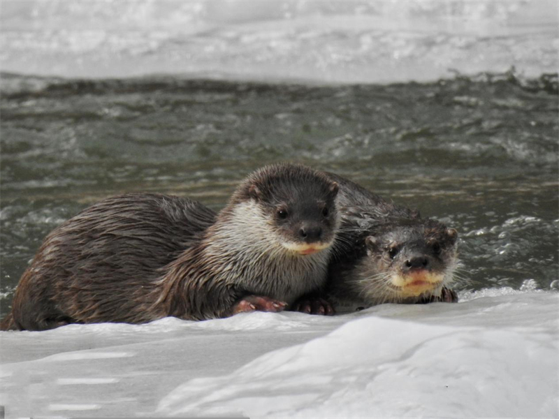 歐亞水獺。圖片來源：農(nóng)牧民大自然攝影隊(duì)