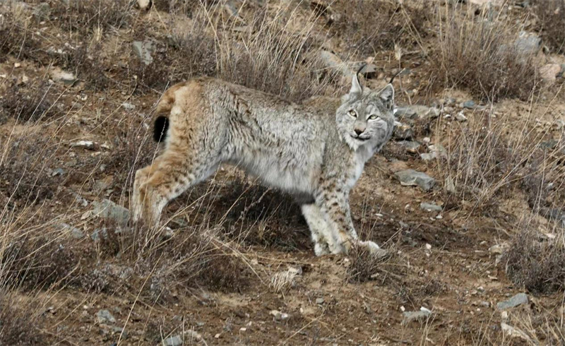 猞猁。圖片來源：農(nóng)牧民大自然攝影隊(duì)