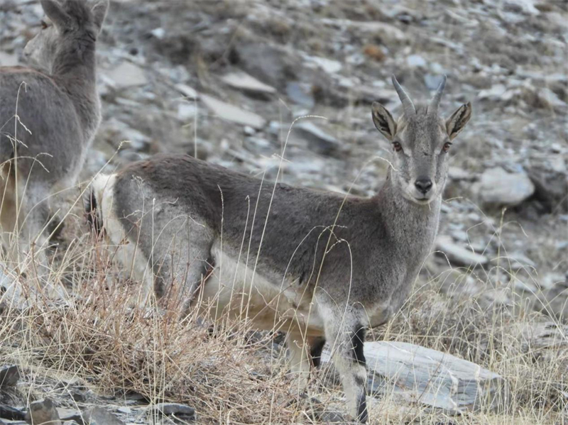 巖羊。圖片來源：農(nóng)牧民大自然攝影隊(duì)