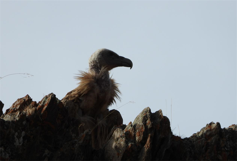 高原兀鷲。圖片來源：農(nóng)牧民大自然攝影隊(duì)