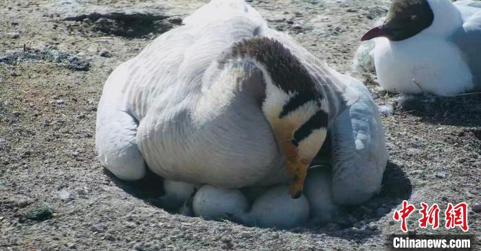 圖為斑頭雁孵蛋?！【G色江河 供圖