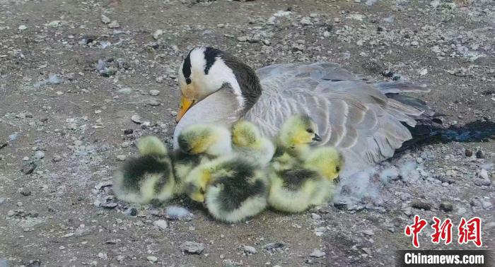 圖為斑頭雁母親和孩子們在一起?！【G色江河 供圖