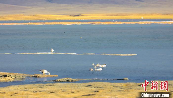 圖為斑頭雁在班德湖中休憩?！【G色江河 供圖