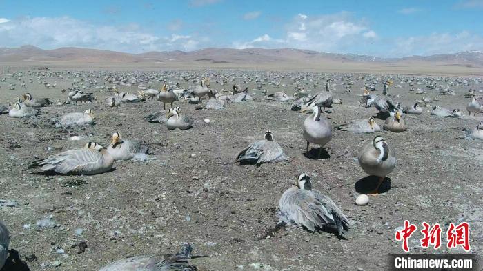 圖為斑頭雁在空地上孵蛋。　綠色江河 供圖