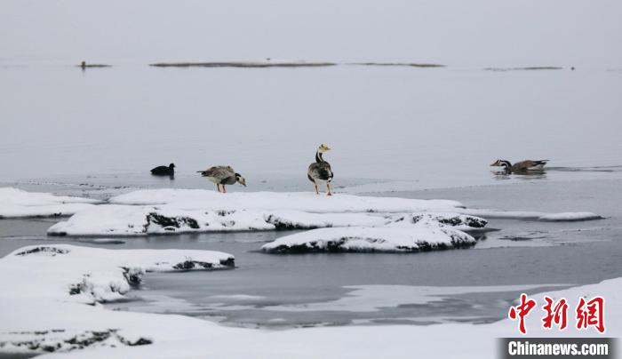 圖為斑頭雁在班德湖邊嬉戲。　綠色江河 供圖