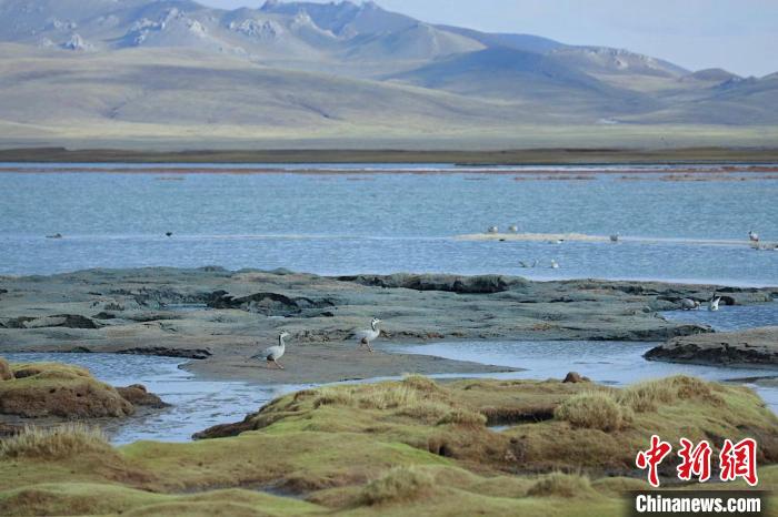 圖為斑頭雁在班德湖中覓食?！【G色江河 供圖