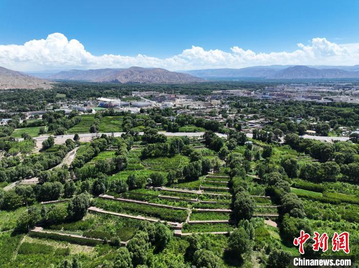 航拍貴德縣黃河岸畔綠意盎然?！●R銘言 攝