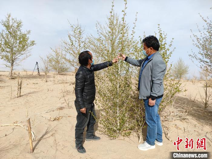 柴達(dá)木盆地的護(hù)林員：守護(hù)，只為那一片綠