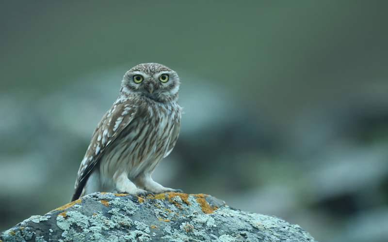 縱紋腹小鸮。江文江措攝