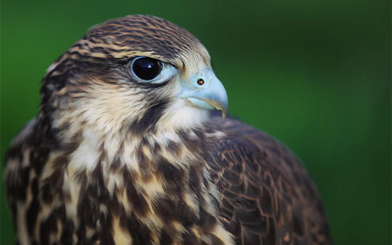 獵隼。江文江措攝