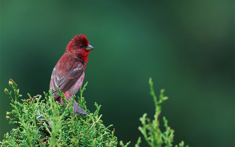 普通朱雀。江文江措攝