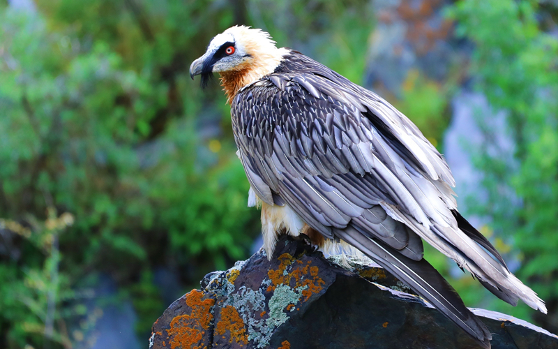 胡兀鷲。江文江措攝