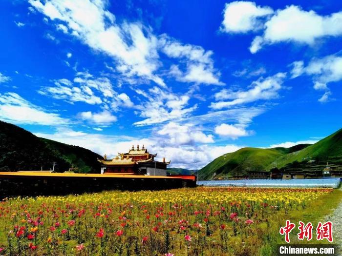 近百畝百合花競相開放，景色誘人?！∪捞量h委宣傳部供圖