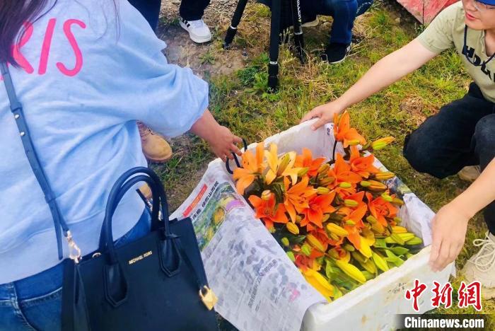 村民采摘百合花。　壤塘縣委宣傳部供圖