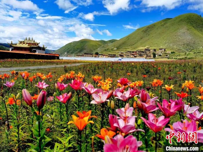 近百畝百合花競相開放，景色誘人?！∪捞量h委宣傳部供圖