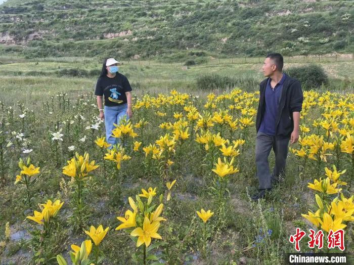 村民采摘百合花?！∪捞量h委宣傳部供圖