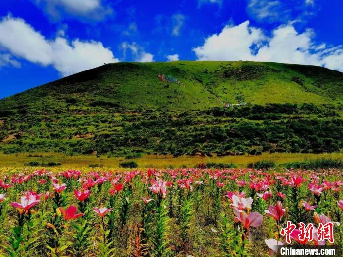 近百畝百合花競相開放，景色誘人?！∪捞量h委宣傳部供圖