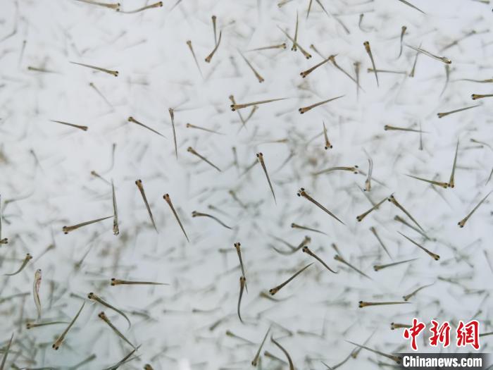 探訪青海湖湟魚“育嬰室”：“密集”育苗，體重10克放流