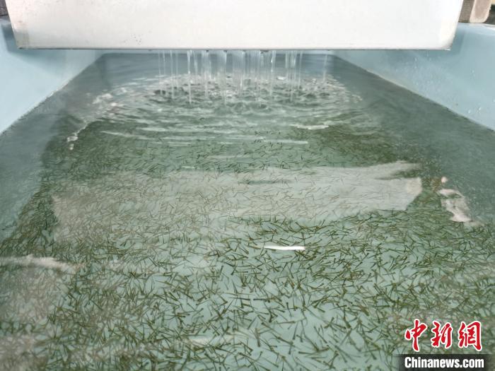 圖為正在育苗?！?zhí)砀?攝