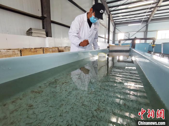 圖為工作人員檢查魚苗。　張?zhí)砀?攝