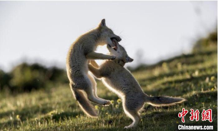 圖為郝進芳的作品《難分勝負》。　青海省祁連山自然保護協(xié)會供圖