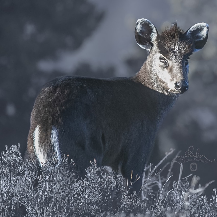 毛冠鹿。涼山州委宣傳部供圖