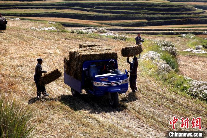 圖為飼草晾曬、打捆?！●R芝芬 攝