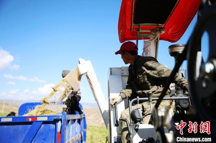 圖為飼草收割?！●R芝芬 攝