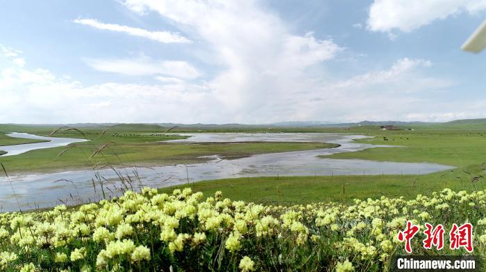 青海澤曲草原見聞：牛羊可“選美”，“生態(tài)畜牧”成招牌