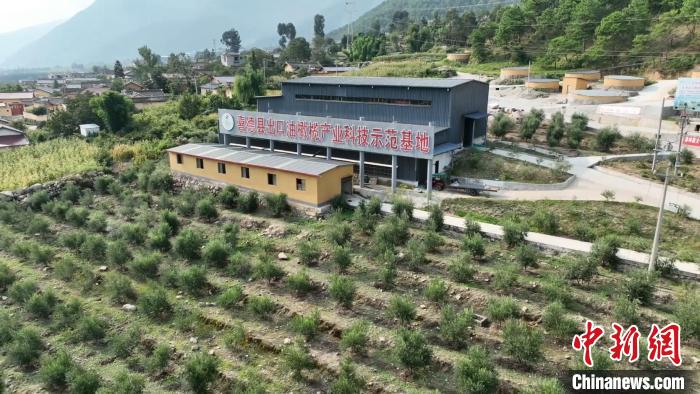 伍合村的油橄欖種植基地?！「呒午?攝