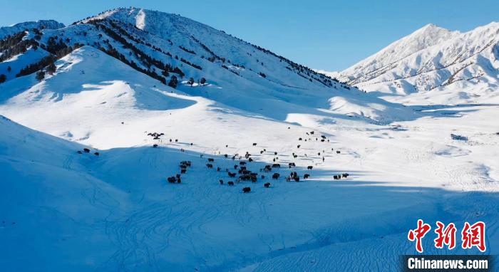 圖為牦牛群在雪地里覓食。　都蘭縣融媒體中心供圖