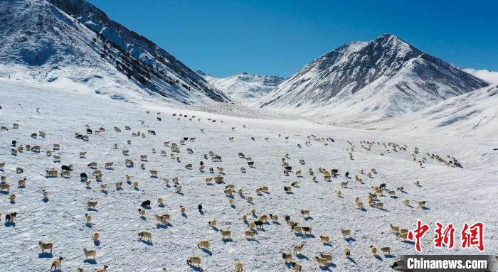 圖為羊群在雪地里覓食。　都蘭縣融媒體中心供圖