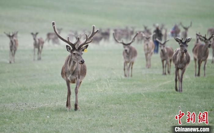 2022年夏日時(shí)節(jié)，甘肅張掖市肅南縣祁連山下的馬鹿養(yǎng)殖基地。(資料圖) 楊艷敏 攝