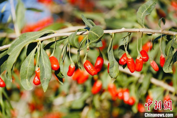 圖為柴達(dá)木盆地有機(jī)枸杞?！O睿 攝