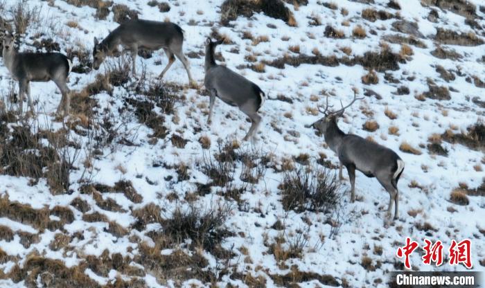 圖為巖羊和馬鹿集體覓食。　都蘭縣融媒體中心 供圖