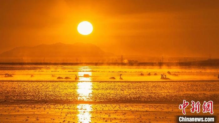 圖為天鵝群在湖中休憩?！『螁⒔?攝