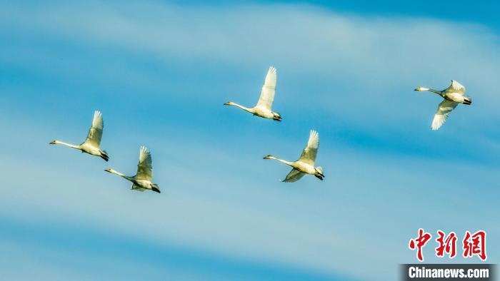 圖為天鵝在空中飛翔?！『螁⒔?攝