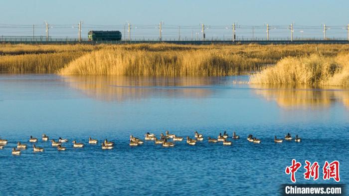 圖為多種野生鳥類在湖中游蕩?！『螁⒔?攝