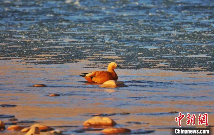 圖為赤麻鴨自在游曳。　白日丁布江才 攝