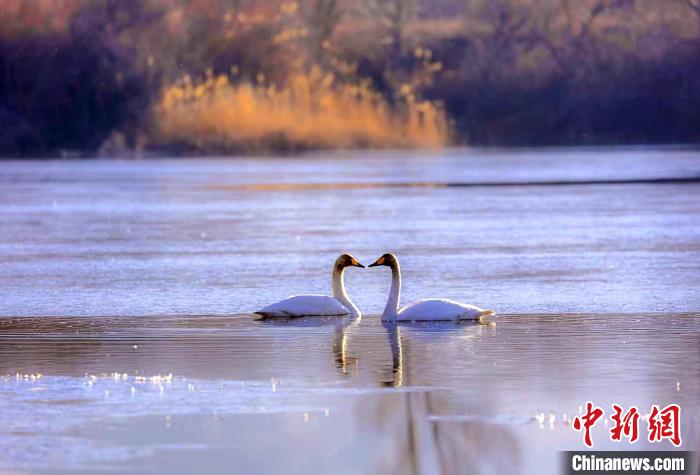 圖為天鵝在湖面嬉戲?！◇泱憔?攝