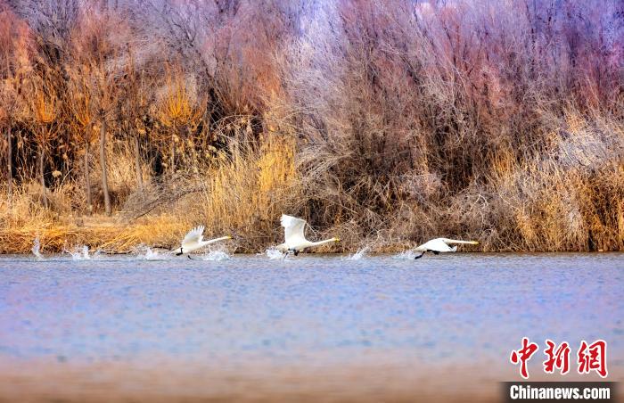 圖為起舞的天鵝與碧波蕩漾的湖面相映成趣?！『喖s 攝