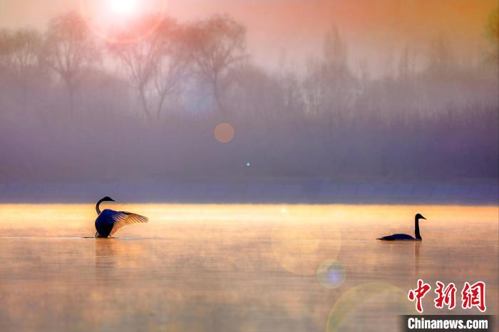 圖為天鵝在湖面嬉戲?！◇泱憔?攝