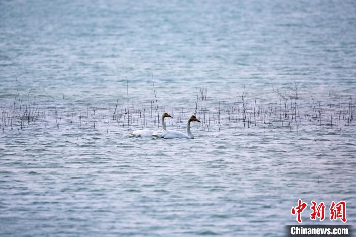 圖為天鵝在湖面嬉戲?！◇泱憔?攝