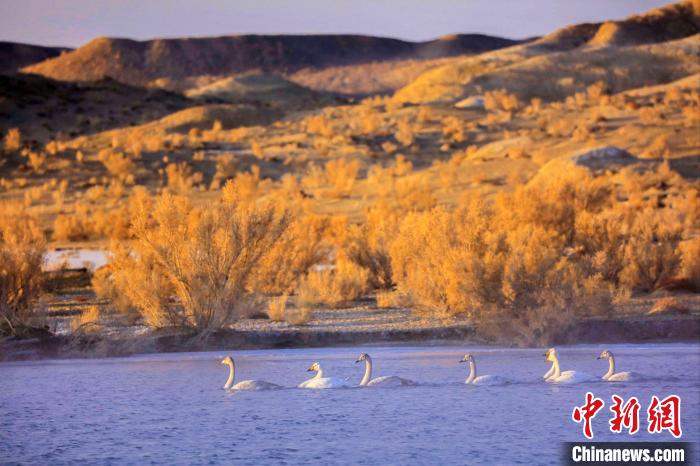 圖為黃河岸畔貴德縣迎來天鵝“做客”?！◇泱憔?攝